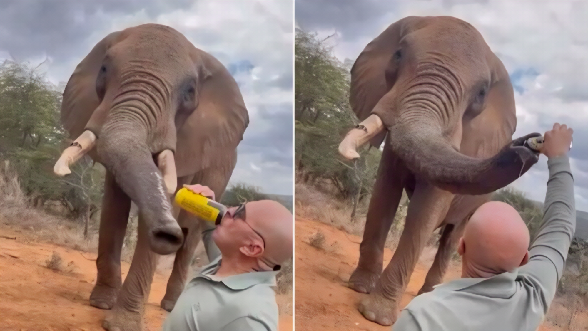 Indignación mundial por turista español que dio cerveza a elefante icónico en Kenia