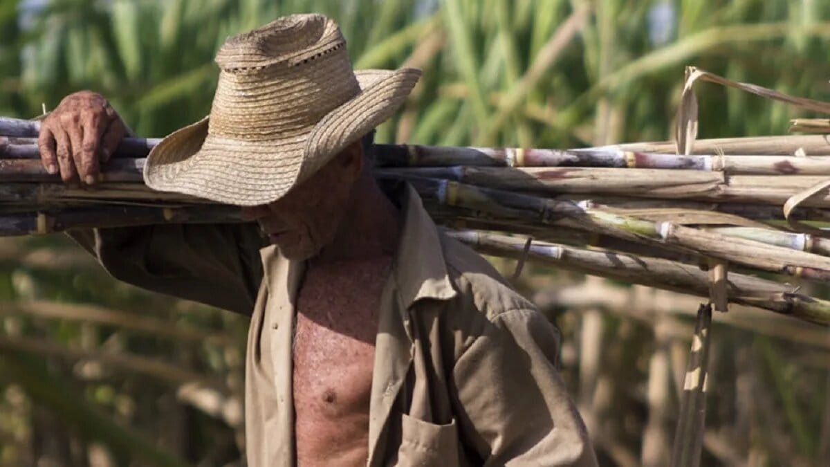 Cuba Registra la Peor Zafra Azucarera en Más de un Siglo con Menos de 150.000 Toneladas Producidas