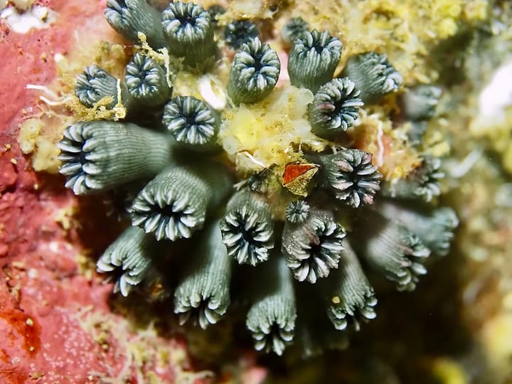 Redescubrimiento de Coral en Galápagos: Esperanza para la Resiliencia Marina Frente a Pronósticos Alarmistas